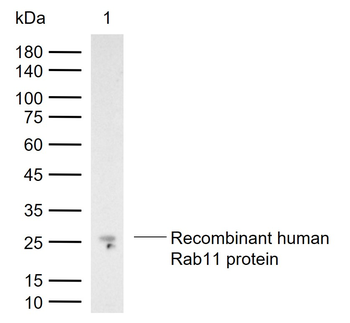 Rab11A Rabbit Polyclonal Antibody