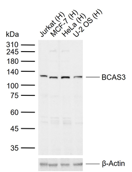 BCAS3 Rabbit Polyclonal Antibody