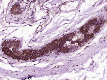 CWH43 Rabbit Polyclonal Antibody