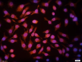 Rad51 Rabbit Polyclonal Antibody (BF555)