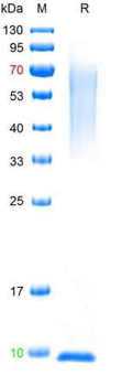 Recombinant human Mucin-1 protein, His (HEK293)