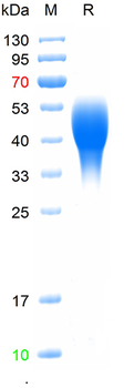 Recombinant human GPR37 protein, His (HEK293)