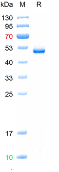 Recombinant human TNFSF13B protein (HEK293)