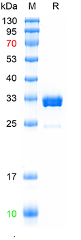 Recombinant mouse IgG2a Fc protein,(HEK293)