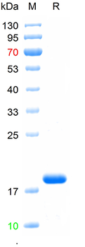 Recombinant human LINGO1 protein, N-His