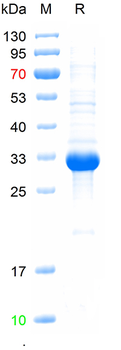 Recombinant human SIGLEC10 protein, N-His