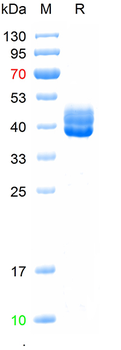 Recombinant human IgG3 Fc protein,(HEK293)