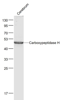 Carboxypeptidase H Rabbit Polyclonal Antibody