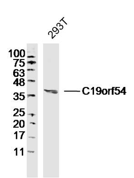 C19orf54 Rabbit Polyclonal Antibody
