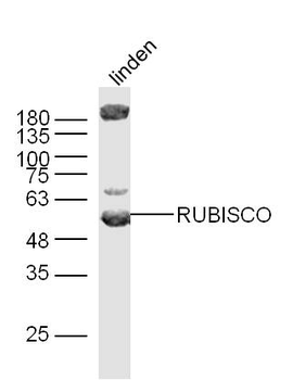 RuBisCO Rabbit Polyclonal Antibody