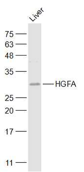 HGFA Rabbit Polyclonal Antibody