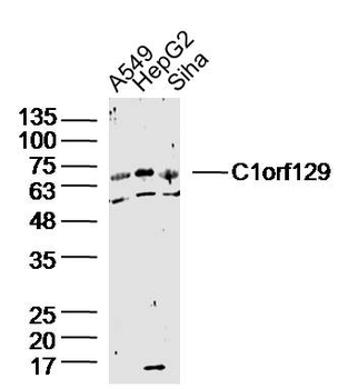 C1orf129 Rabbit Polyclonal Antibody