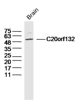 C20orf132 Rabbit Polyclonal Antibody