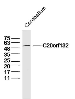 C20orf132 Rabbit Polyclonal Antibody