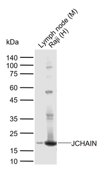 JCHAIN Rabbit Polyclonal Antibody