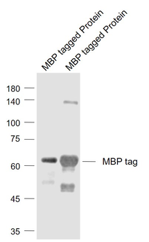 MBP tag Rabbit Polyclonal Antibody
