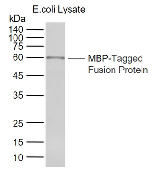 MBP tag Rabbit Polyclonal Antibody