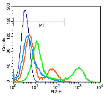 CD81 Rabbit Polyclonal Antibody