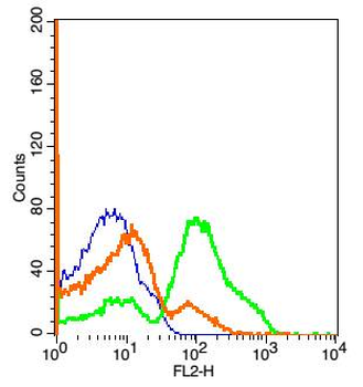CD81 Rabbit Polyclonal Antibody