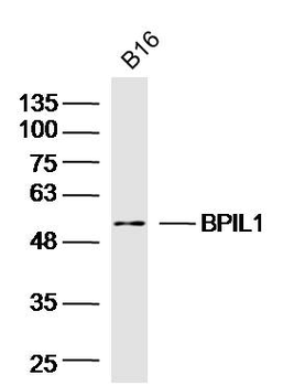 BPIL1 Rabbit Polyclonal Antibody