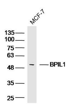 BPIL1 Rabbit Polyclonal Antibody