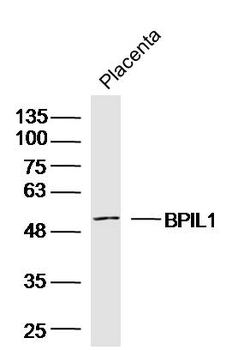 BPIL1 Rabbit Polyclonal Antibody