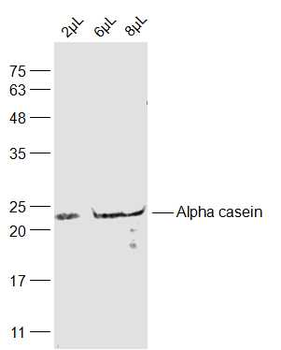 Alpha casein Rabbit Polyclonal Antibody