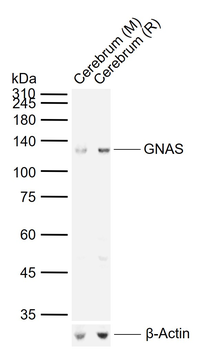 GNAS Rabbit Polyclonal Antibody