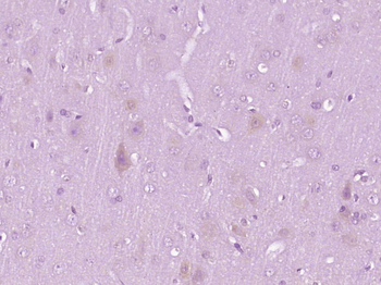G protein beta subunit like Rabbit Polyclonal Antibody