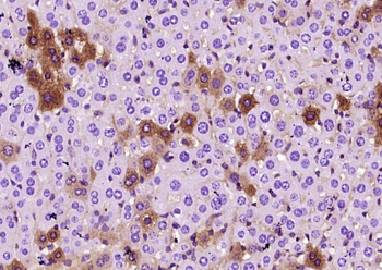 PPP4C Rabbit Polyclonal Antibody