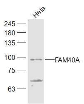 FAM40A Rabbit Polyclonal Antibody