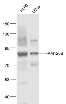 FAM120B Rabbit Polyclonal Antibody