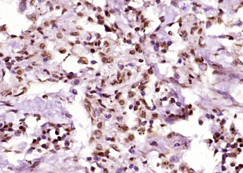 AMPK beta 1/PRKAB1 Rabbit Polyclonal Antibody