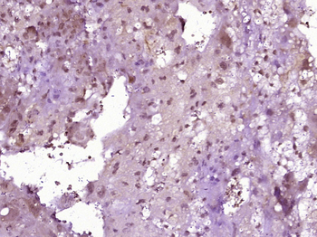 BarX2 Rabbit Polyclonal Antibody