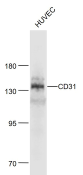 CD31 Rabbit Polyclonal Antibody