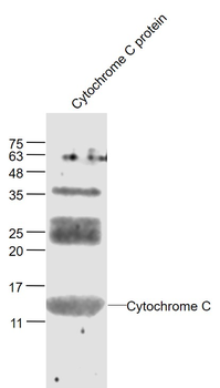 Cytochrome C Rabbit Polyclonal Antibody