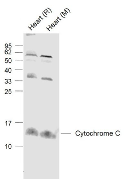 Cytochrome C Rabbit Polyclonal Antibody