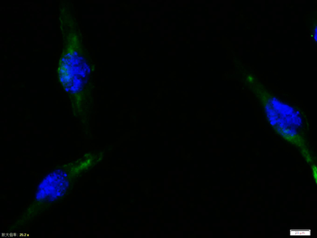 Cytochrome C Rabbit Polyclonal Antibody
