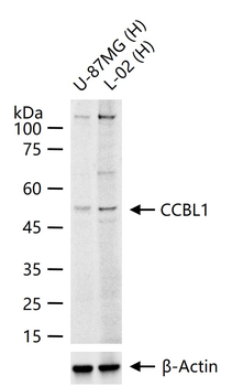 CCBL1 Rabbit Polyclonal Antibody