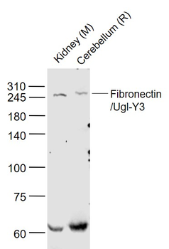 Fibronectin/Ugl-Y3 Rabbit Polyclonal Antibody