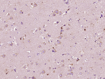 MXRA5 Rabbit Polyclonal Antibody