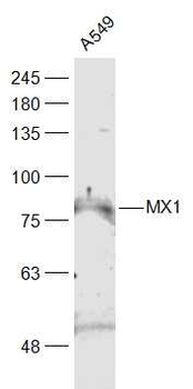 MX1 Rabbit Polyclonal Antibody