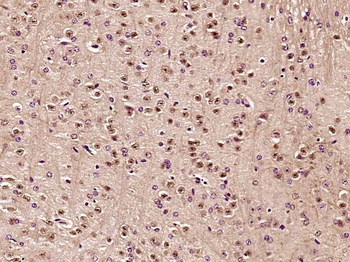 NAP1L5 Rabbit Polyclonal Antibody