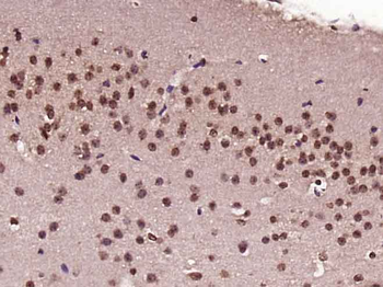 NAP1L5 Rabbit Polyclonal Antibody
