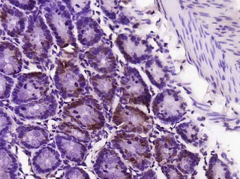 NAP1L5 Rabbit Polyclonal Antibody