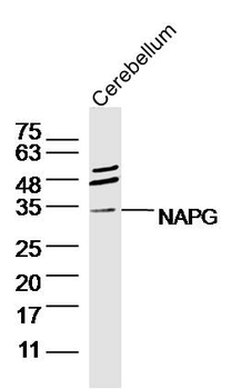 NAPG Rabbit Polyclonal Antibody