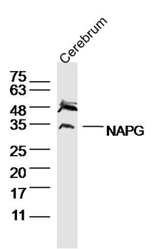 NAPG Rabbit Polyclonal Antibody
