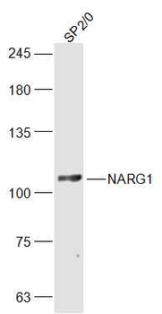 NARG1 Rabbit Polyclonal Antibody
