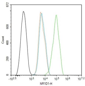 NR1D1 Rabbit Polyclonal Antibody