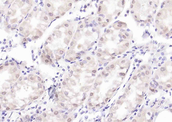 NR1D1 Rabbit Polyclonal Antibody